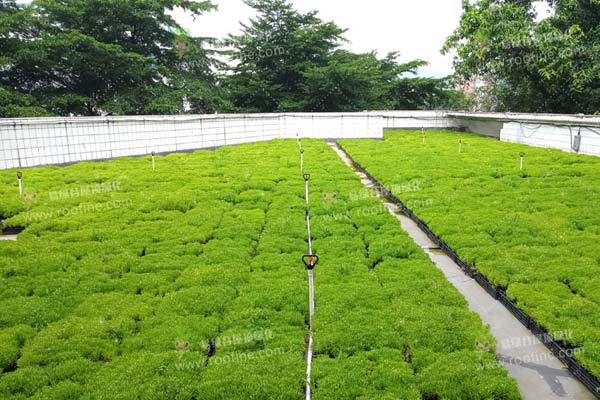 �V�|���ڌW(xu��)Ժ