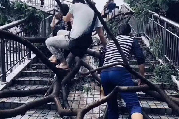 ��ľ����